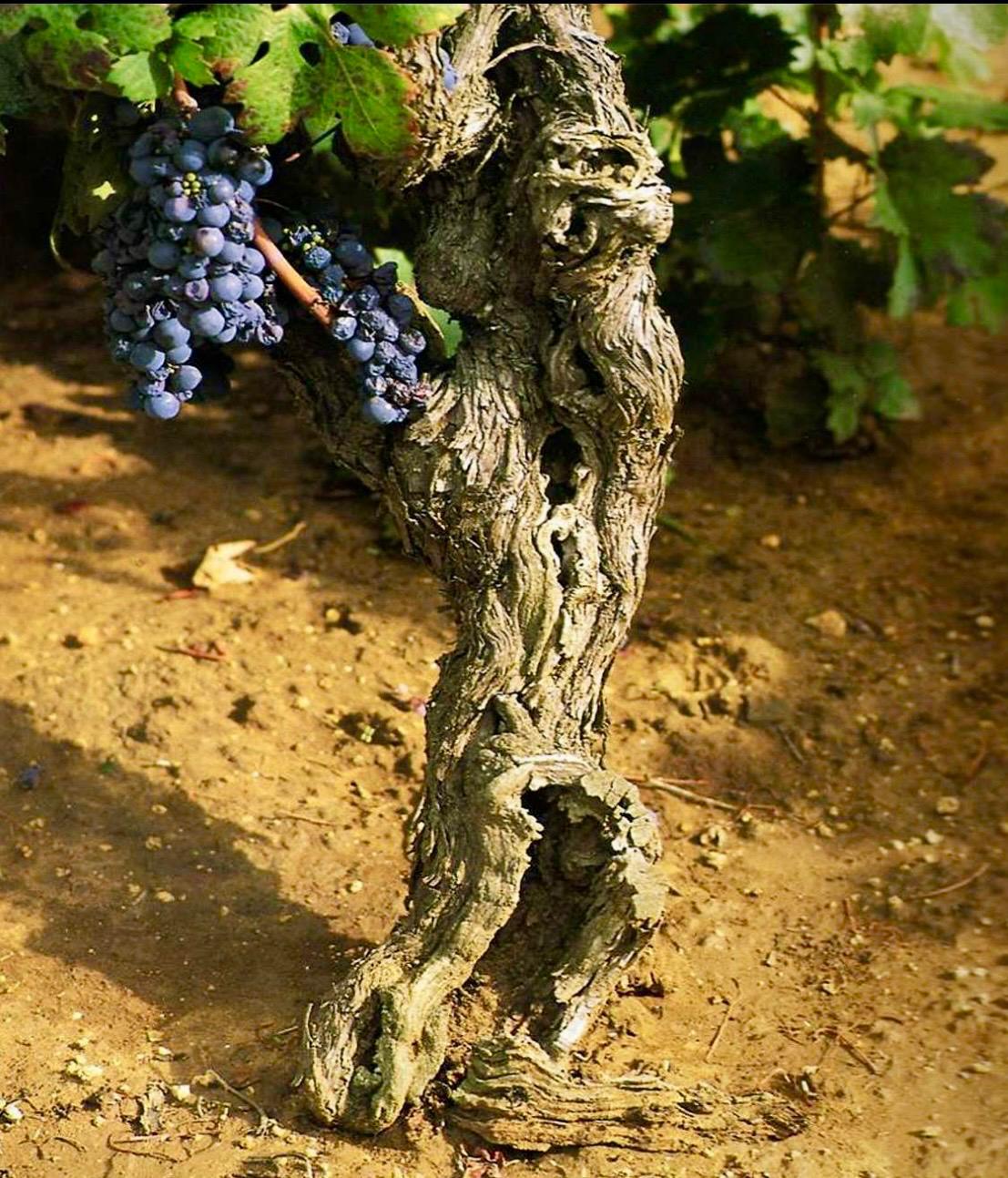 Vitigno pugliese — radici e terroir del territorio